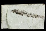 Fossil Leaf With Fungus - Green River Formation, Utah #111416-1